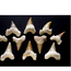 Shark Tooth Teeth - Fossil
