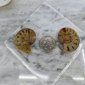 Polished Ammonite Shell (Pair)- Small