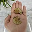 Polished Ammonite Shell (Pair)- Small