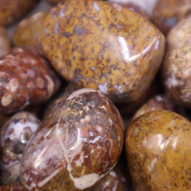 Stromatolite (Light) - Tumbled