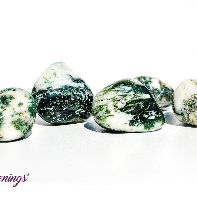 Tree Agate - Large Tumbled