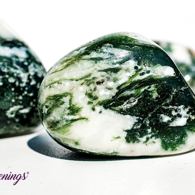 Tree Agate - Large Tumbled