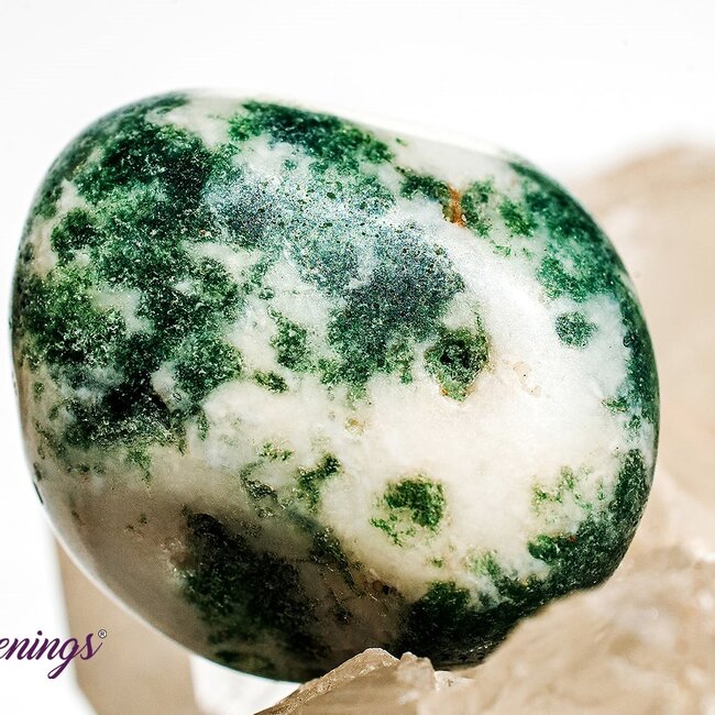 Tree Agate - Large Tumbled