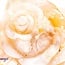 Flower (Cherry Blossom) Agate Rosette Rose - 1"