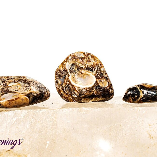Turritella Agate - Tumbled Small