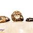 Turritella Agate - Tumbled Small