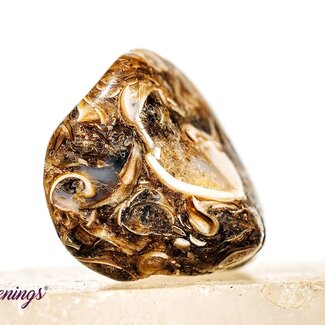 Turritella Agate - Tumbled Small Turritella Agate - Tumbled Small