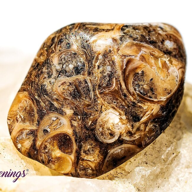 Turritella Agate - Tumbled Small