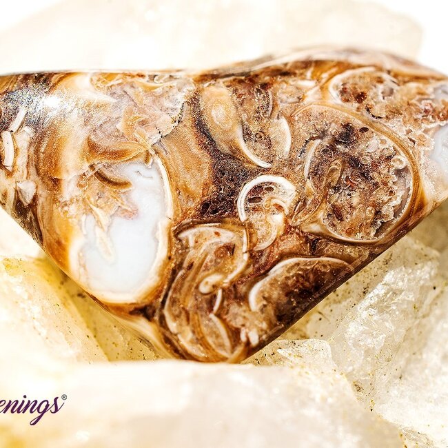 Turritella Agate - Tumbled Small