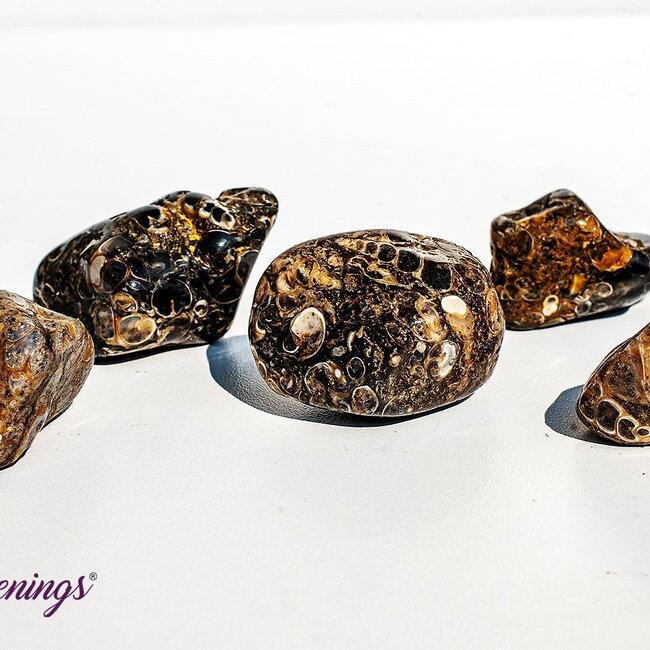 Turritella Agate - Large