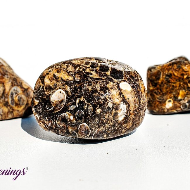 Turritella Agate - Large