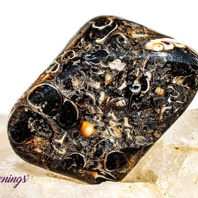 Turritella Agate - Large