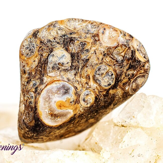 Turritella Agate - Large