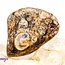 Turritella Agate - Large