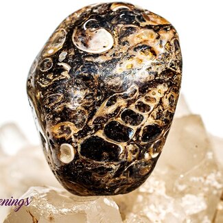 Turritella Agate - Large Turritella Agate - Large