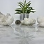Snow White Aragonite Clusters- Medium (3-4") Rough Raw Natural