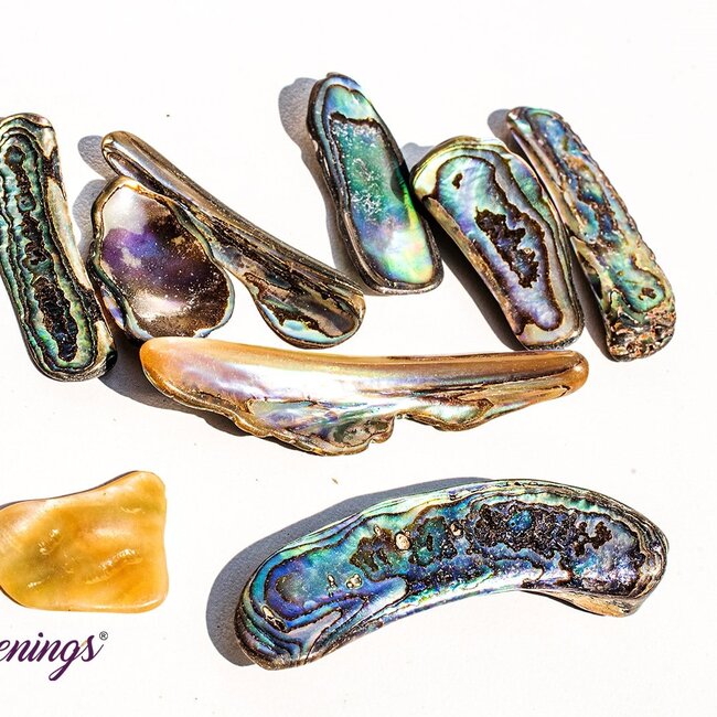 Abalone Shell - Tumbled