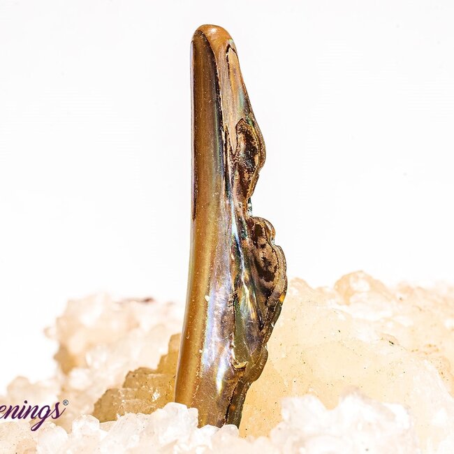 Abalone Shell - Tumbled