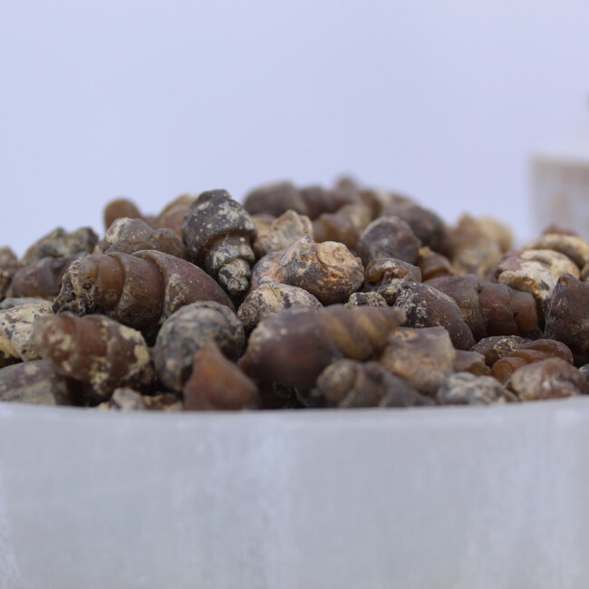 Carnelian Fossil Shells - Small Rough Raw Natural