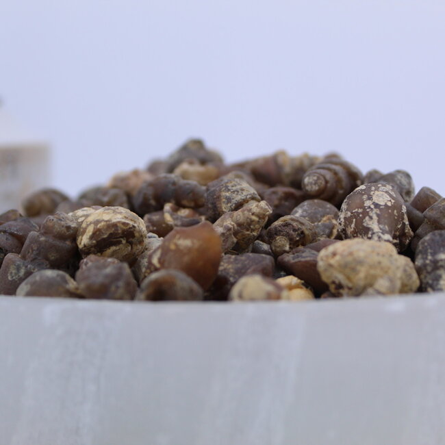 Carnelian Fossil Shells - Small Rough Raw Natural