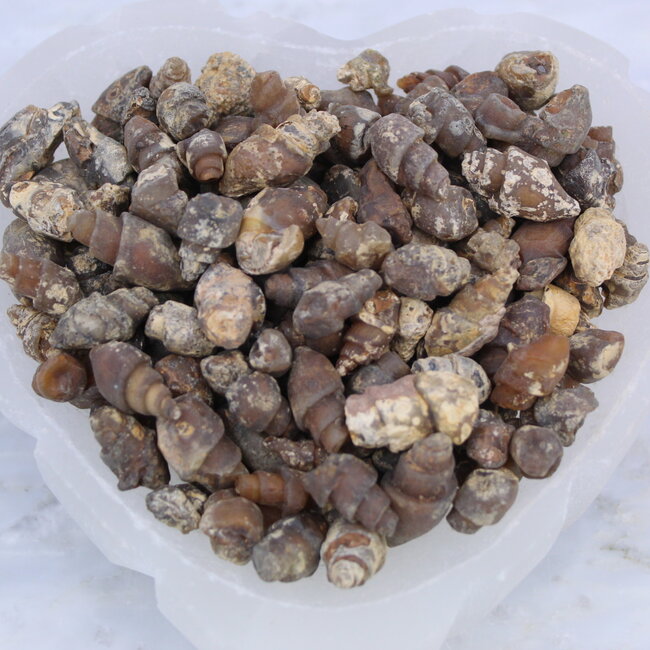 Carnelian Fossil Shells - Small Rough Raw Natural