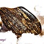 Bronzite (Enstatite Axinite) - Tumbled