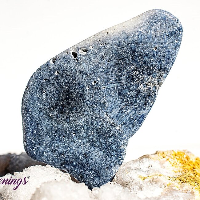 Blue Sponge Coral - Tumbled