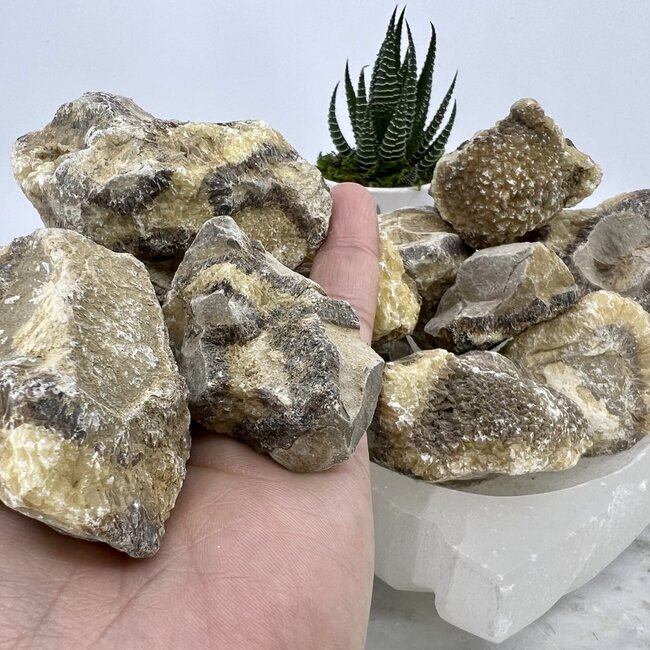 Septarian Jasper (Dragon Stone) Large - Rough Raw Natural