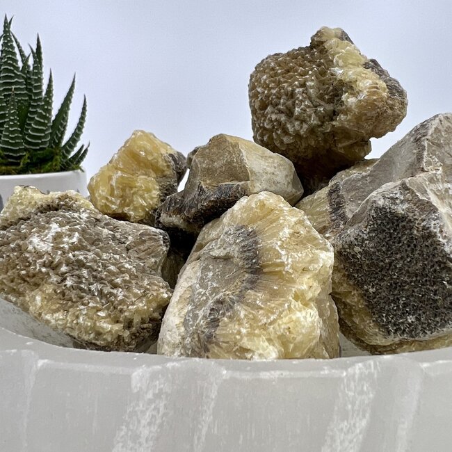 Septarian Jasper (Dragon Stone) Large - Rough Raw Natural