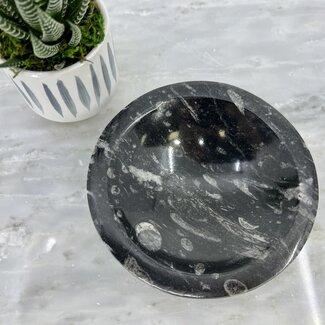 Black Orthoceras (Kuber Stone) Bowl Dish - Fossil 5"
