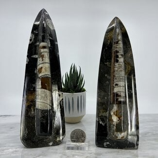 Black Orthoceras (Kuber Stone) Free Standing Single Medium (8-9") - Fossil Specimen