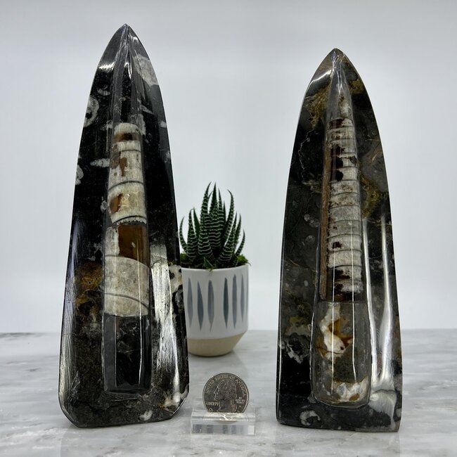 Orthoceras Free Standing Single Medium (8-9") - Fossil Specimen