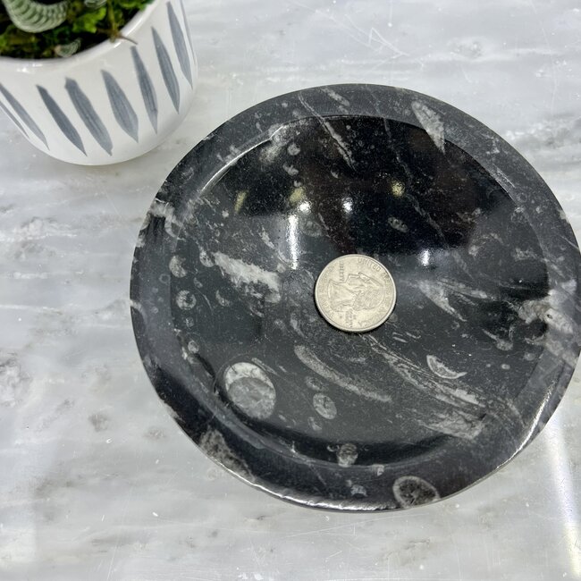Black Orthoceras (Kuber Stone) Bowl Dish - Fossil 5"