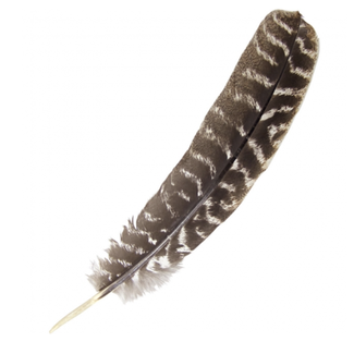 Brown Sage/Smudging Turkey Feather-Wolf Spirit
