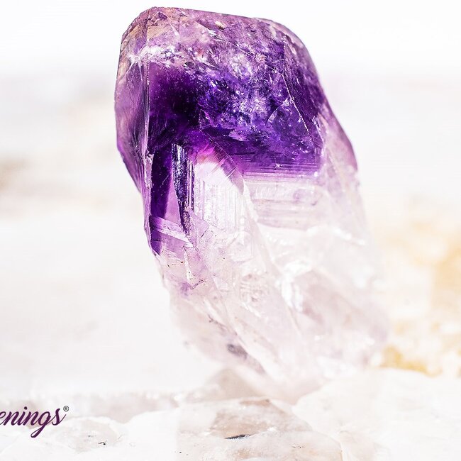 Amethyst Point (Dragons Tooth Teeth Root) - Small Rough Raw Natural