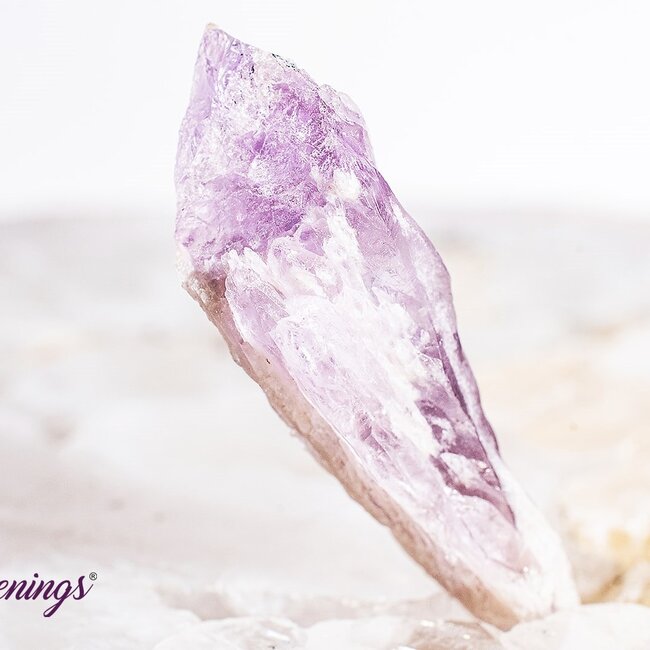 Amethyst Point (Dragons Tooth Teeth Root) - Small Rough Raw Natural