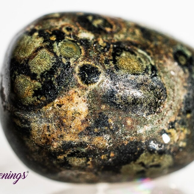 Crocodile (Kambaba) Jasper (Green Stromatolite) - Tumbled