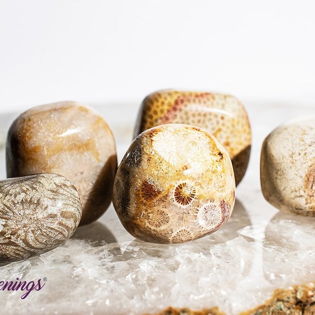 Fossil Coral - Tumbled