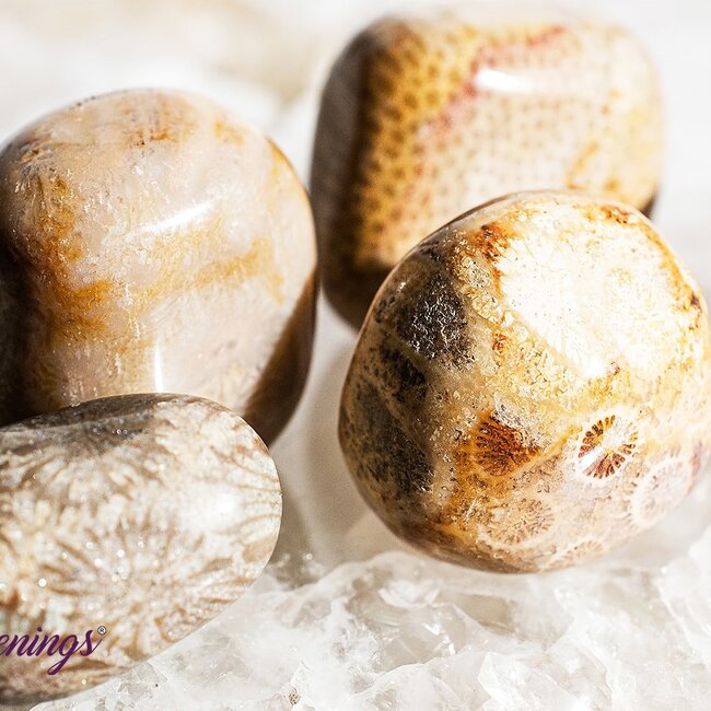 Fossil Coral - Tumbled
