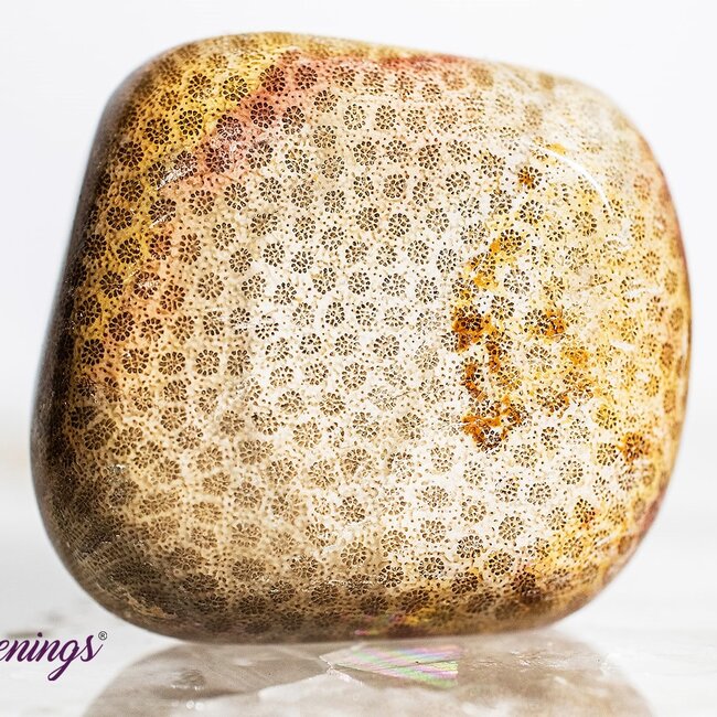 Fossil Coral - Tumbled