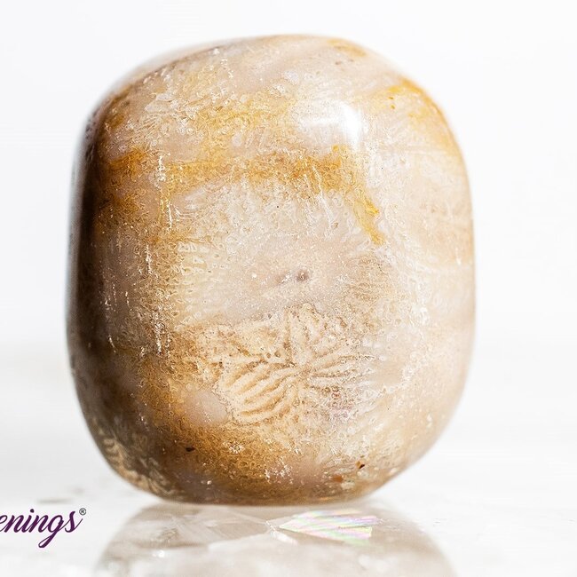 Fossil Coral - Tumbled