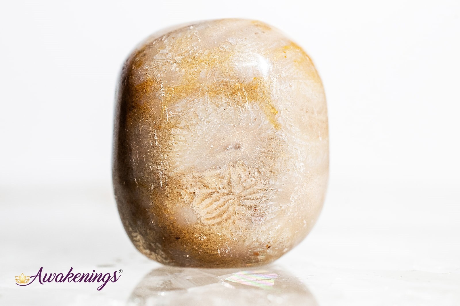 Buy Fossil Coral Cabochon – Natural Gemstone, Loose Stone Lot Online in India