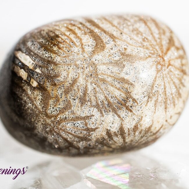 Fossil Coral - Tumbled