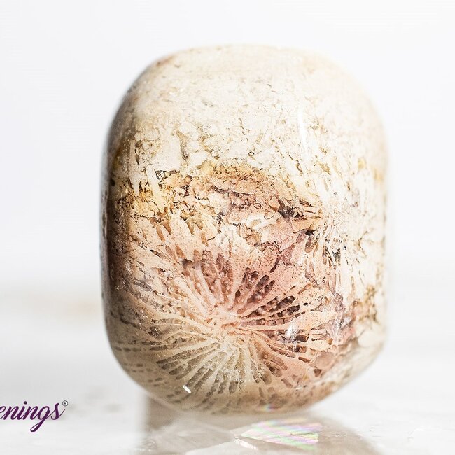 Fossil Coral - Tumbled