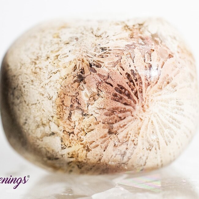 Fossil Coral - Tumbled