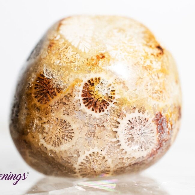 Fossil Coral - Tumbled