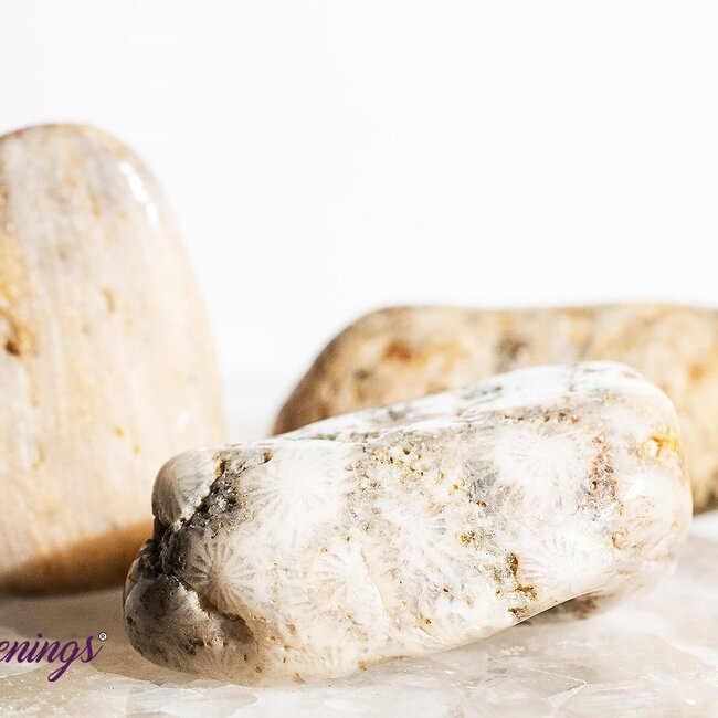 Agatized (Fossil ) Coral - Tumbled