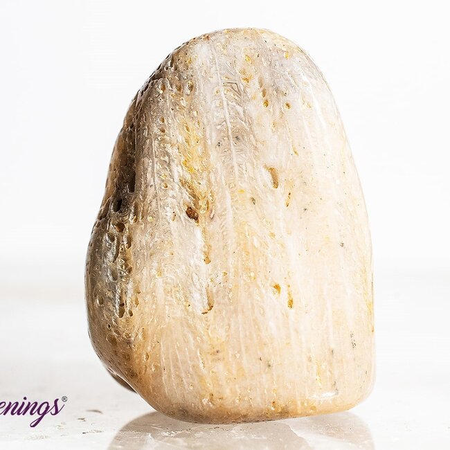 Agatized (Fossil ) Coral - Tumbled