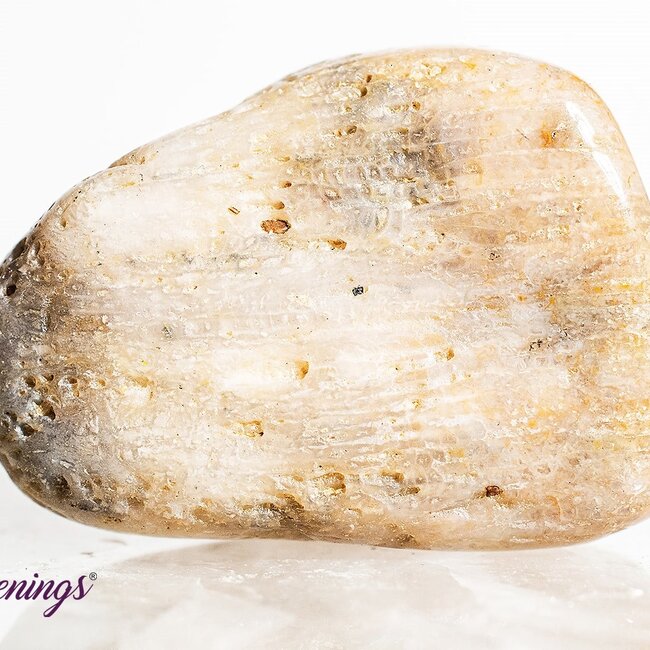 Agatized (Fossil ) Coral - Tumbled