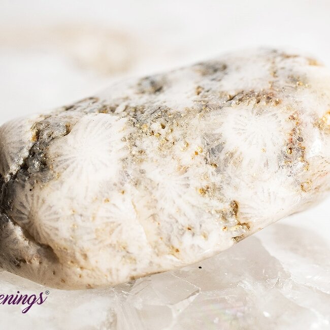 Agatized (Fossil ) Coral - Tumbled